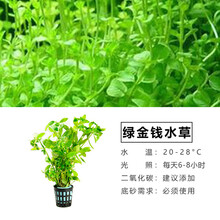 于家林子水草活体懒人草鱼缸造景套餐鱼缸水草有茎类水榕中后景真水草小鱼缸水族箱装饰 绿金（斤）钱