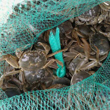 【活蟹】吕阳小闸蟹鲜活 六月黄可做香辣蟹 全公蟹多黄一元蟹0.3-0.9两小螃蟹两元蟹公母三元蟹河蟹 二元蟹公母20只【发30只】