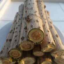 鲜接骨草陆英中药八棱麻小接骨丹跌打扭伤风骨湿伤药材现摘发 接骨木1斤