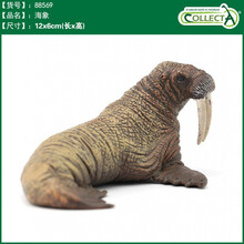 英国CollectA我你他仿真海洋动物模型玩具鲨鱼鲸鱼南北极认知合集 88569海象