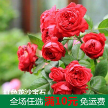 月月红月季花种粒开花四季香的月季花种子籽浓香型花籽种孑种籽子 红色龙沙100粒+盆土肥 1-2CM