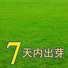 珂玮  草坪种子美国四季青四季常青低矮别墅庭院少修剪果岭草高羊茅狗牙根耐寒护坡草籽 猎狗五号(耐阴耐热)1斤