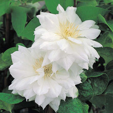 沭之美 铁线莲 大花重瓣铁线莲种根 爬藤植物盆栽铁线莲种根花卉室内阳台庭院攀爬奇趣植物 爱丁堡 裸根