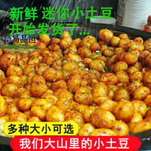新鲜云南小土豆农家自种迷你土豆5/10斤 现挖黄心马铃薯洋芋蔬菜 乒乓球大小 【尝鲜5斤装】