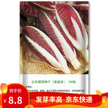 凤鸣雅世蔬菜种子软化菊苣种子金玉兰种子 芥蓝种子红菜苔种子白菜苔种子粗条芥蓝种籽菜心种子菜种子春季菜 红菊苣种子家庭装  100粒