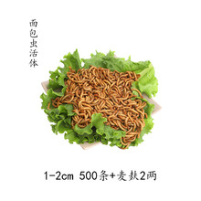 面包虫活虫黄粉虫活体鲜活虫钓鱼仓鼠龟八哥画眉鸟食饲料500g 1-2cm 500条+麦麸2两