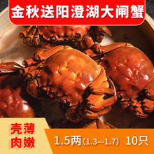 【活蟹】蟹滋煌 阳澄湖六月黄大闸蟹鲜活现货 苏州河蟹湖蟹清水螃蟹 生鲜螃蟹水产礼盒送礼现捕现发 六月黄1.3~1.7两 10只