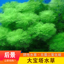 VAKADA金鱼草鱼缸好养易活的中后景活体真水草懒人淡水有茎类造景植物鱼缸造景装饰 大宝塔(5支一组)