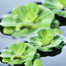 水芙蓉水葫芦水培植物铜钱草净化水质养龟鱼缸水草浮萍水养小绿植 水芙蓉20株装