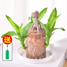 巴西木水养幸运木带芽四季懒人办公室内桌面小盆栽水培室内绿植物 塑料托盘+直径5-6+格鲁特高10cm不带芽 含盆