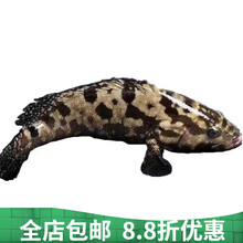 生鲜  海钓海捕石斑鱼海鲜水产鲜活冷冻带鱼马鲛鱼多宝黄花大深海鱼 2500克超大石斑鱼1条