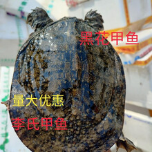 鲜美惊 野养外塘放养黑花甲鱼活王八老鳖元鱼团鱼批发送礼包活 4.5斤外塘黑花甲鱼