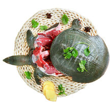 沉鱼落雁现杀鸽子甲鱼足龄乳鸽养殖新鲜鲜活宰杀食用水产 甲鱼+火锅底料 2斤规格鲜活宰杀