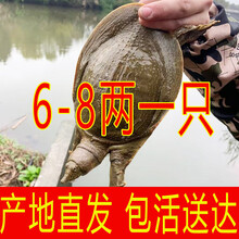 6两-8两外塘小甲鱼苗 活体养殖中华鳖水鱼团鱼王八苗童子鲜活甲鱼 200g 外塘甲鱼苗