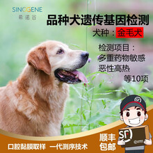 希诺谷狗狗泰迪金毛哈士奇等品种遗传病基因检测 金毛
