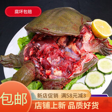 【顺丰快递】现杀外塘野养甲鱼 老鳖 王八真空包装 彼尔安佳 温室养殖甲鱼(青黑背)整只 【顺丰】2.5斤现杀真空包装