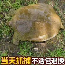 大甲鱼活体黄沙鳖生态王八水产中华鳖鳖苗鲜活珍鲁赤尔 每日外塘1.8斤(活动款)