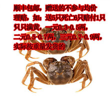 现货大闸蟹鲜活小螃蟹一元蟹0.3-2.6两河蟹小闸蟹发财蟹水产海鲜 一元公40加10只