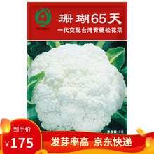 凤鸣雅世  有机菜花种子台湾松花菜种籽 有机花菜种子 秋季四季春花椰菜青梗松花菜蔬菜种孑菜籽蔬菜种子 珊瑚65松花菜种子5克4袋优惠价