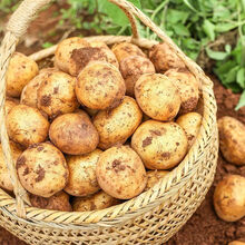 云南黄皮小土豆10斤新鲜蔬菜马铃薯黄皮黄心大土豆农家5斤 黄皮中土豆5斤