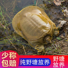 野外放养甲鱼鲜活食用海活体黄背王八外塘生态老鳖甲鱼 2斤到2.3斤野塘精品公甲鱼