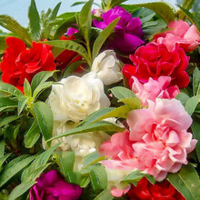 重瓣茶花凤仙花种籽指甲草花籽室内指甲花花种子四季易活花种籽孑菜友 混色凤仙花 500粒