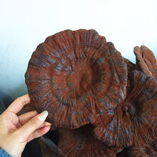 种植不苦紫灵芝不苦整枝灵芝灵芝切片黑灵芝 紫灵芝半斤 切片