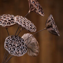 轻奢芊阙天然干莲蓬干花花束客厅摆设假花现代装饰摆件原生太田园真花装饰 无籽莲蓬3支【4-6CM】 带30厘米仿真花杆