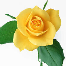 玫瑰花苗大花浓香带花苞发四季易活盆栽花卉阳台庭院植物月季花苗 黄玫瑰 5年大苗【大花浓香】 不含盆