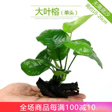 异景园鱼缸造景沉木水榕水草活体淡水植物懒人水草趴地珍珠易活易养前景草后景草绿菊种子真水草 大叶榕（单头）