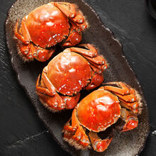 【活蟹】大闸蟹特大鲜活淡水公母蟹六月黄大螃蟹海鲜水产蟹类 普米加罗 六月黄(2.5-2.9两)10只