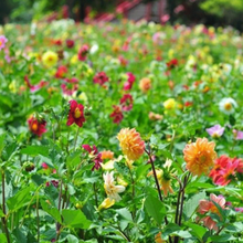 一播大地 大丽花种子 混色单瓣 大理花 东洋菊地瓜花 草花种子 球形蜂窝状散装花卉种子 大丽花种子混色200粒