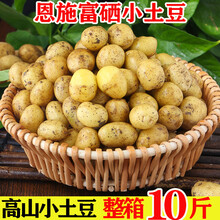 恩施新鲜小土豆 云南红皮黄心小土豆 迷你马铃薯大蔬菜洋芋 黄皮小土豆 带箱10斤