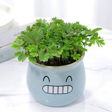 花喜鹊 盆栽花卉新奇花草 含羞草盆栽 含羞草苗子 一碰就害羞 含羞草小盆栽趣味植物 含羞草【蓝色微笑陶瓷盆】1盆
