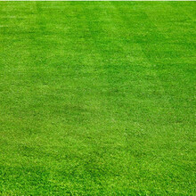 草坪种子绿化草籽四季青草种子庭院别墅高羊茅黑麦草狗牙根矮生百慕大护坡草籽免修剪耐热耐寒耐践踏农民老史 剪股颖细弱型/斤【高档别墅】