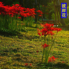 蝶遇 户外多年生花卉种植彼岸花公园庭院种子花子路边花草花籽 彼岸花种根 3个