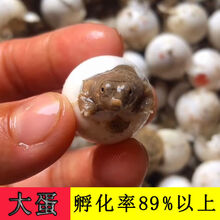 中华鳖小甲鱼苗活体水甲鱼苗王八团鱼苗生态外塘养殖甲鱼 可孵大甲鱼蛋(孵化率89%以上) 6只(公母随机)