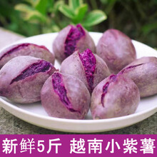 梓乐果 5斤紫薯越南小个紫薯新鲜沙地红薯新鲜农家现挖自种番薯红薯地瓜 3斤 中果