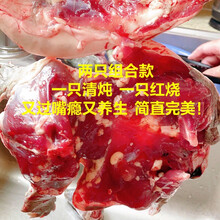 甲鱼现杀现发外塘老鳖鲜活甲鱼食用王八真空包装新鲜 净重【2.6-3斤】全家组合款