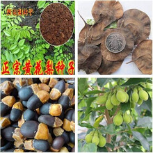 印度小叶紫檀种子 红木檀香白檀 海南树种子沉香木菩提种子杭情 紫檀20粒