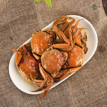 香辣熟醉醉蟹螃蟹大闸蟹香辣蟹新鲜即食瓶装熟食 醉螃蟹 酱螃蟹550g年货