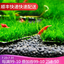 鱼官儿 莫斯水草活体大三角莫丝水族箱鱼缸造景套餐沉木莫斯树真水草 莫斯水草4片（随机同一品种，适用20cm方缸）