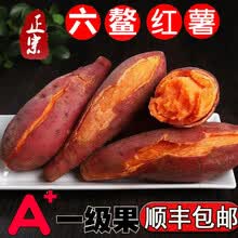 正宗福建漳州六鳌沙地红蜜薯地瓜番薯红薯红心新鲜农家香薯5斤 5斤 大果