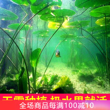 异景园鱼缸碗莲增氧懒人阴性水草新手造景四季莲荷睡莲水草种子装饰草缸植物活体水草 碗莲50颗【已开口】适合50cm长度鱼缸