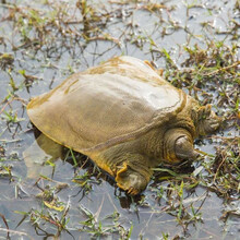 甲鱼活体甲鱼团鱼生鲜活水产王八散养中华鳖 1.5-1.3斤 放养甲鱼