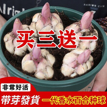 蝶遇 耐寒户外重瓣香水百合种球带芽浓香花种多年生种子秋季庭院百合大球花子室内四季耐热易活花卉盆栽植物 百合种球黄色 5个球+加仑盆+肥+土 11-12CM