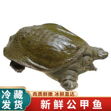 【冷藏发货】甲鱼活体生鲜水产龟王八散养中华鳖批发 米金船卡 合计3斤装 整箱