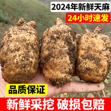 【顺丰配送】昭通新鲜天麻云南小草坝非野生现挖现发高山鲜天麻生 1斤 【小果鲜麻】10个左右/斤