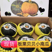 正宗贝贝小南瓜迷你粉糯香甜老南瓜 精品礼盒6个装