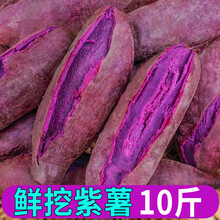 娇瑰 精选品质 山东紫薯新鲜10斤地瓜农家现小番薯【坏果包赔】 3斤 小果